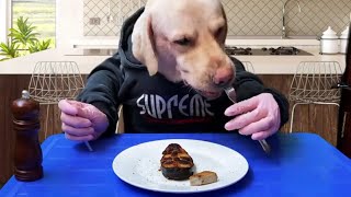 NOO eating breakfast-Kluna-Tik-VT's Dog Show