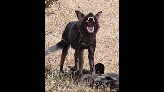 African Painted Dogs ❤️🐶