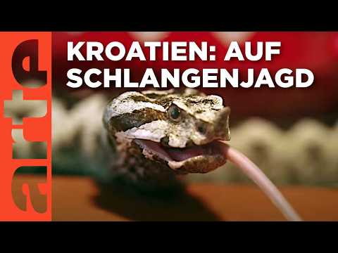 Giftschlangenjagd an der Adria | ARTE Re: