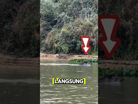 Jaguar mengintai babi hutan yang sedang berenang ke tepi, akhirnya‼️#shorts