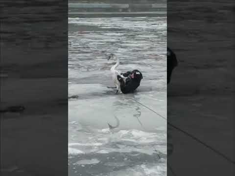 Frozen swan saved from icy river