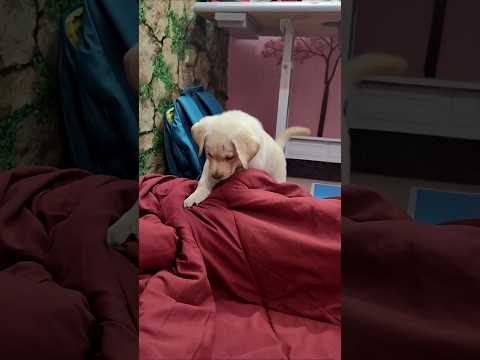 பட்டு எவ்ளோ அழகா எழுப்புது பாருங்க #labrador#doglover #dog#pets#cute#video#priyamanova