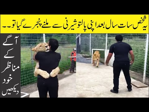 This Lioness Has Spent 7 Years Without Seeing Its Master | یہ شیرنی سات سال بعد اپنے مالک سے ملی تو