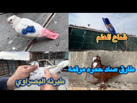 طيرنه البصراوي بل شرجي😍طارق صاد شاده❤️اختفاء تام للحباري😱