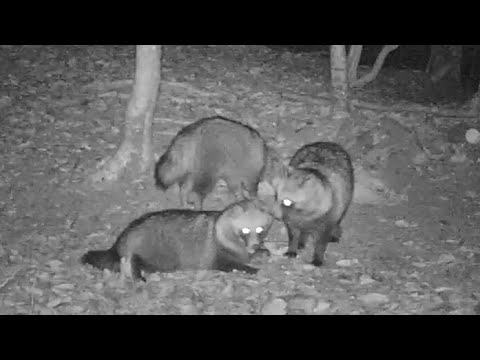 わな猟日誌（その５）