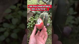 Mi Cactus me sorprendió con este Fruto😱🌵