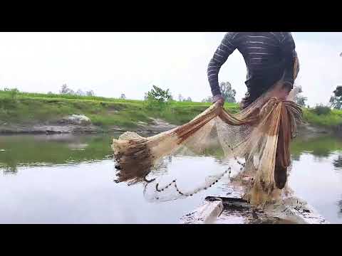 Village Fisher Cast Net Fishing Video | Traditional Cast Net Fishing in River | River Net Fishing