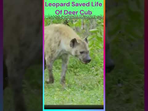 तेंदुए ने बचाई हिरण के शावक की जान | Leopard Saved Life Of Deer Cub| Facts|#shorts| #amazingfacts