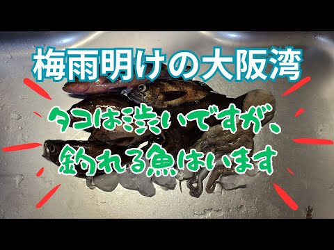 大阪湾タコ2時間で1杯と不調も、釣れる魚に切り替え釣果を稼ぐ