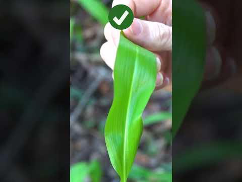 Bärlauch oder tödlich? So erkennst du den Unterschied!