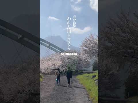 春の島原〜われん川×さくら〜