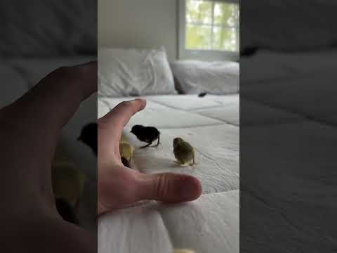 Cute baby Quail come with lovelyness💟🤩 #viralvideo #shortvideo #cute#cuteanimal #quail #quailfarming