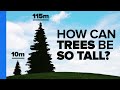 Understanding Tree Water Transport