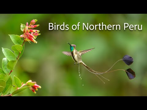 Most beautiful birds of Northern Peru