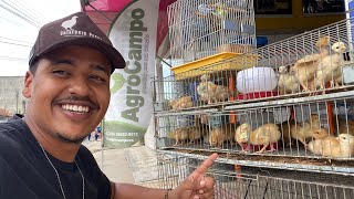Qual melhor RAÇA DE GALINHA PARA CRIAR NA ROÇA ? Pintinhos de Agropecuária