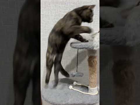 #sʜᴏʀᴛᴠɪᴅᴇᴏ #веселыекоты #cat #прикольныекоты #красиваякошка #animals #моякошка