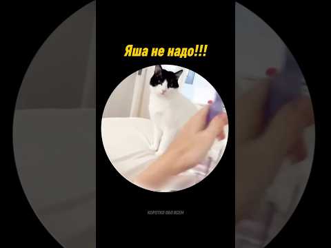 Яша не надо! #shorts #shortvideo #youtubeshorts #youtube #viral #viralvideo #funny #cat #cats #юмор