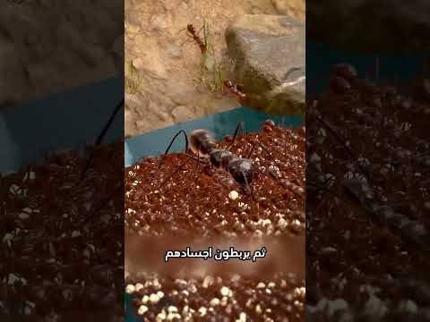 ماذا يحدث إذا غمرت الفيضانات مستعمرة نمل؟ 🐜🌊