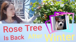Bông Hồng Hồi Sinh Sau Giấc Ngủ Đông | My rose tree is back after hibernation