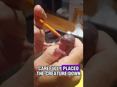 The Journey of Caring for a Tiny Creature.#animals #kindness #rescue #shorts