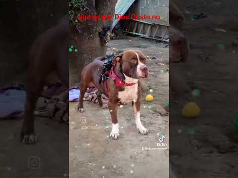 No lo amarró hasta Hoy ♥️☠️