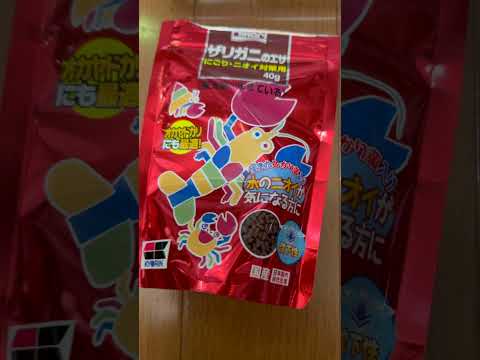 飼い始めのザリガニにかわいそうなことをしてしまいました…