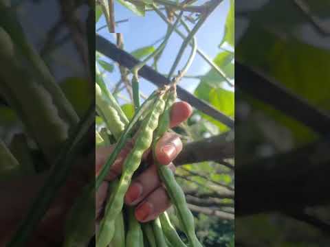 long bean first harvesting 🍃 || #garden #terrace #trending #shorts #fyp #plants #vegetables #yt
