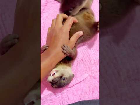 My Otter Doesn’t Want Me to Leave! #otter #adoreble #animalphotos #adorably #animalpictures #cute