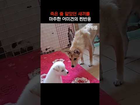 죽은 줄 알았던 새끼를 마주한 어미견 반응