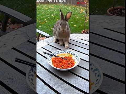 Wild Rabbit Eats Spicy Noodles | Caught on CCTV 😂🌶️”