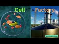 Cell Factory Analogy: Exploring Cell Structure and Function