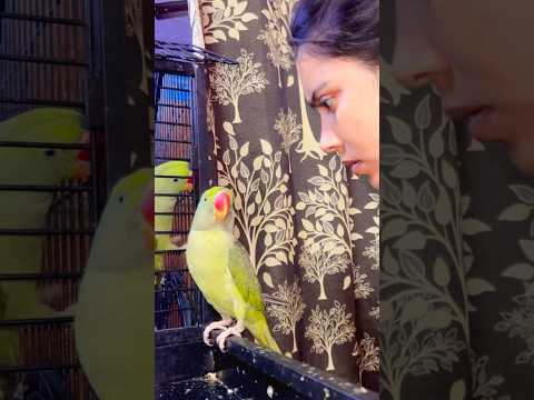 Dat khate hue parrot 😱  #missmansi #shorts #parrotlover #alexander
