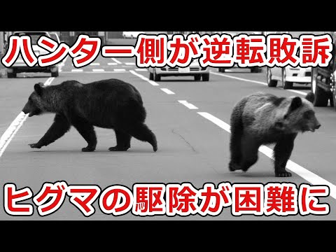 【日本でヒグマの駆除は事実上不可能に】ハンター逆転敗訴！！北海道・ヒグマ駆除で猟銃許可取り消し訴訟について