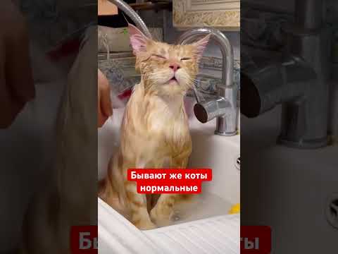 Бывают же коты нормальные Адекват сидит Прям мастер Шаолинь