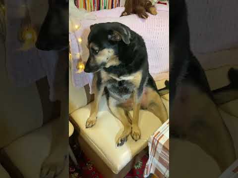 Люся такая одна☺️#собака #люся #собакалюся #моясобака #тикток