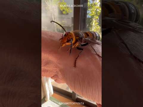 Asian Giant Hornet ๐ The Murder Hornet