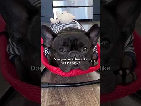 Frenchie acting like baby