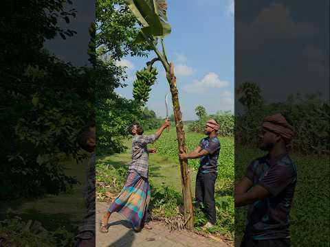(Ep-2658)Funny video 🌴banana harvest🍌#shorts #viral #fun