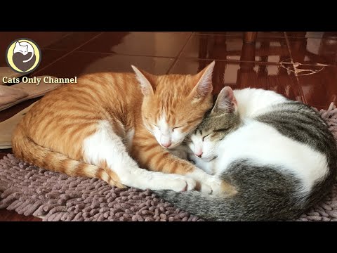 Calming Music for Cats (with cat purring sounds) - Relaxation & Anxiety Relief