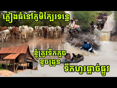 ភ្លៀងធំនៅភូមិឋានតាមទីជនបទ ស្រុកស្រែក្បែរទន្លេសាប, ទឹកហូរដាច់ផ្លូវ ខ្ញុំត្រូវទឹកកួច ខូចគ្រឿងថត, ផ្សារ