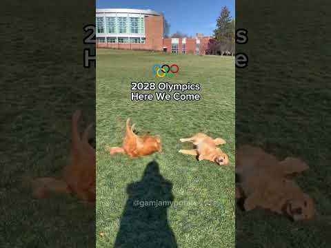 My Dogs Are Getting Ready For The 2028 Olympics #dogshorts #dogmeme #olympics #breakdance #raygun