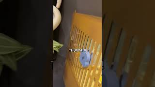 สไปเดอร์แฮม #แป้งบอย #pangboych #hamster #นูแกต