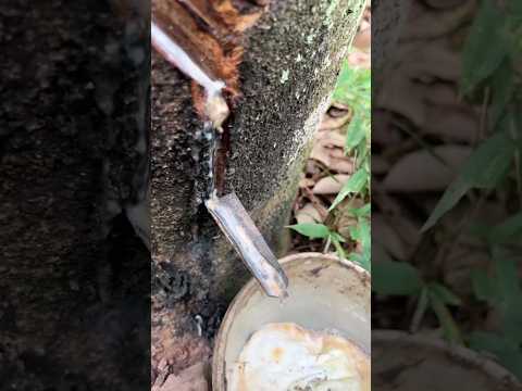 Proses Panen Karet yang Menarik di Kebun! Lihat Caranya! #shorts