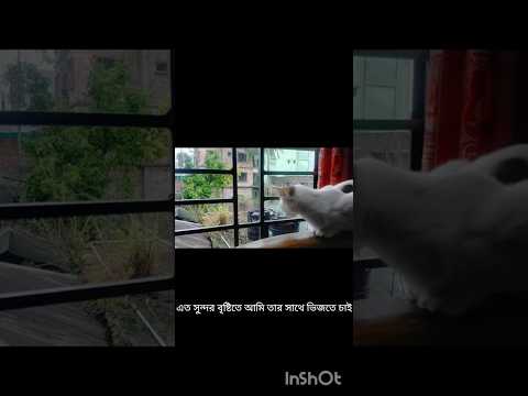 বৃষ্টি ভিজা দিন #shorts #catlovers #funny #tranding #cat