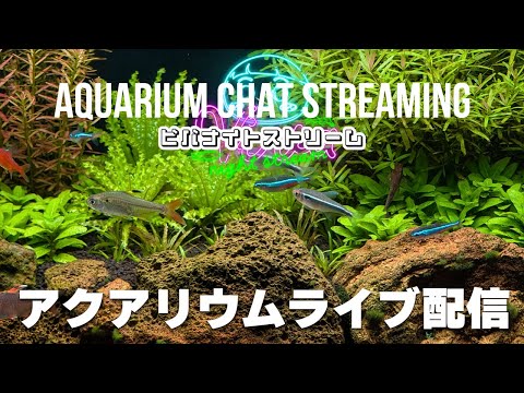 【毎週土曜22時配信】アクアリウムの雑談配信＋Idle Waters(水の暇) 【ビバアクア】 #アクアリウム