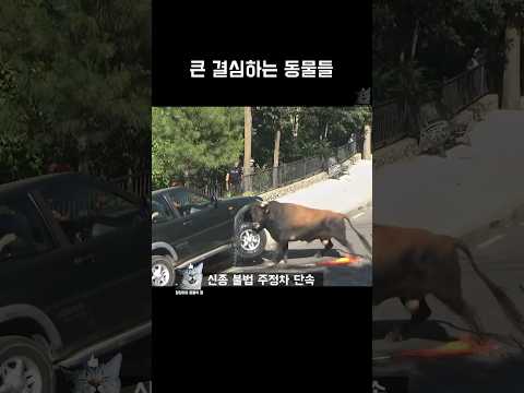 큰 결심하는 동물들