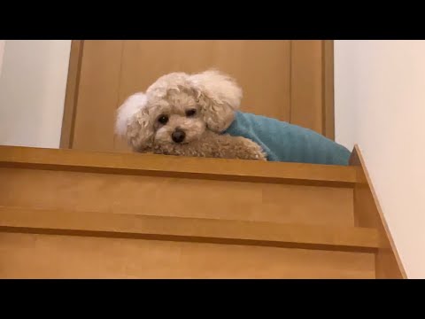 眠すぎて早く寝室で寝たい大きいトイプードル【デカプー】【トイプードルのロアくん】【toy poodle】