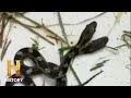 Double Trouble: The Two-Headed Snake