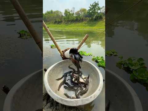 Unique fishing trap by plastic pipe #fishingtrap #fishvideo #shorts