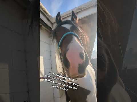 pretty boy #horses #horse #equestrian #equestrians #equine #horsegirl #horsegirls #horseriding